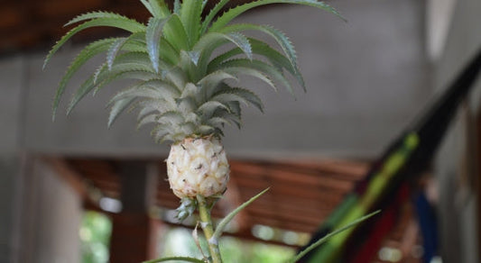 COMMENT COUPER UN ANANAS POUR LE PLANTER